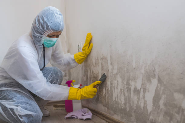 Best Mold Testing and Inspection Services in New Concord, OH