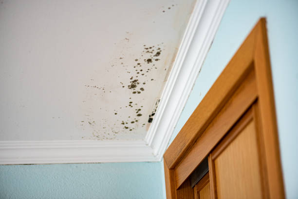 Best Localized Mold Remediation (e.g., coastal areas, humid climates) in New Concord, OH