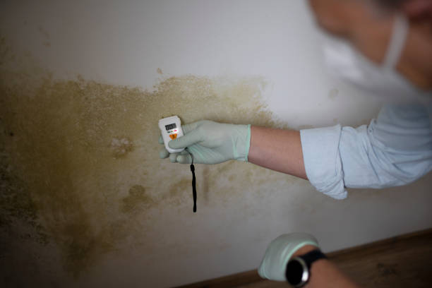 Best Health and Safety Mold Remediation in New Concord, OH