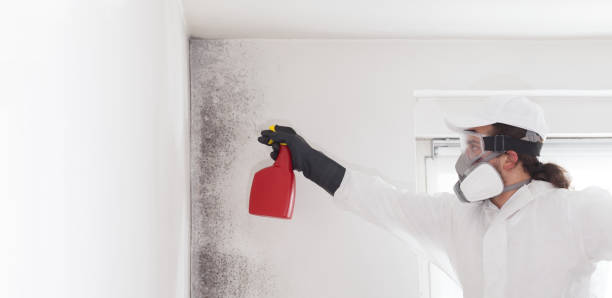 Best Industrial Mold Remediation in New Concord, OH
