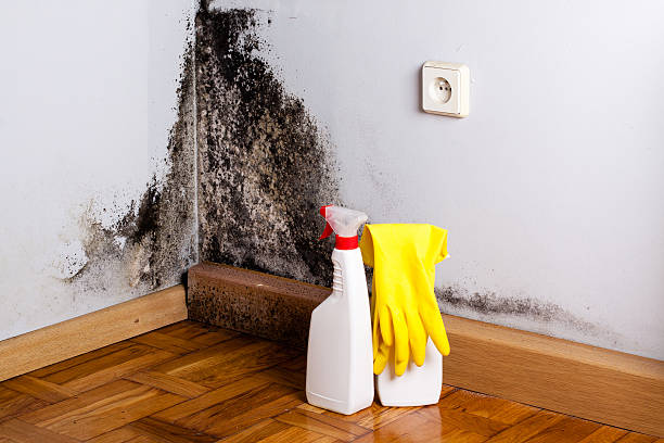 Best Crawl Space Mold Remediation in New Concord, OH