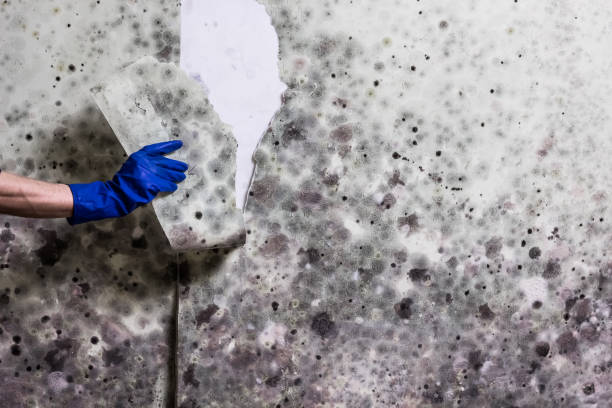 Best Insurance-Related Mold Remediation in New Concord, OH