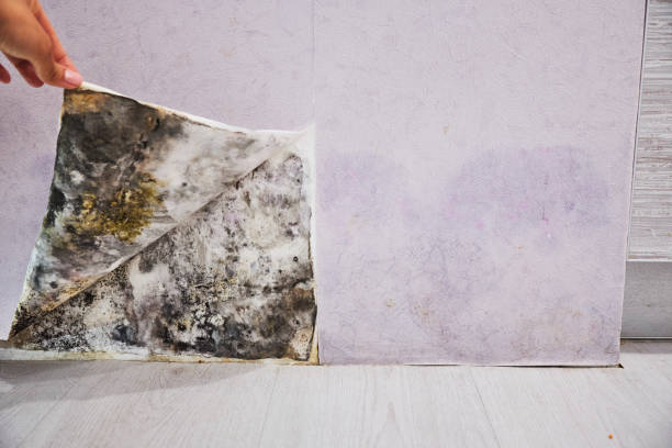 Best Mold Remediation for Specific Building Types in New Concord, OH